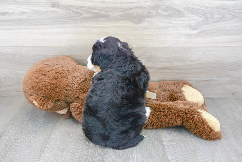 Best Mini Bernedoodle Baby