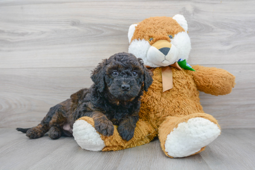 Mini Bernedoodle Puppy for Adoption