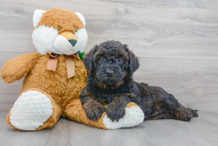 Mini Bernedoodle Puppy for Adoption