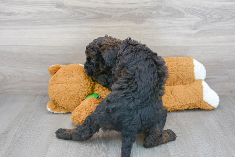 Best Mini Bernedoodle Baby