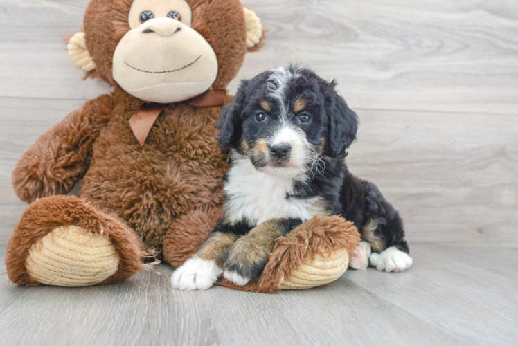 Mini Bernedoodle Puppy for Adoption