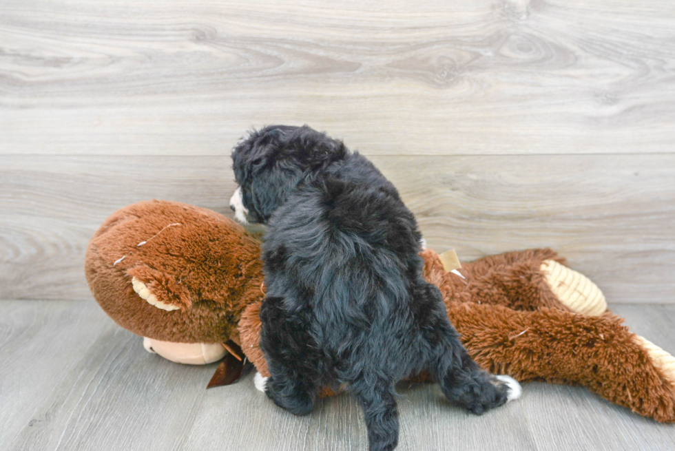 Mini Bernedoodle Puppy for Adoption