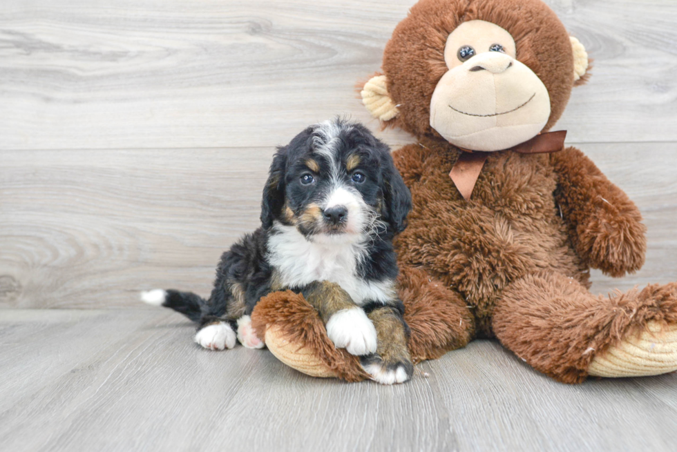 Hypoallergenic Mini Berniedoodle Poodle Mix Puppy