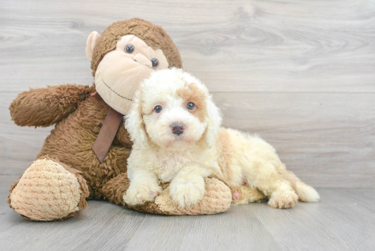 Fluffy Mini Bernedoodle Poodle Mix Pup