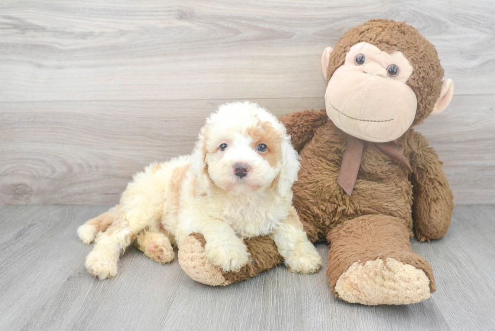 Mini Bernedoodle Puppy for Adoption