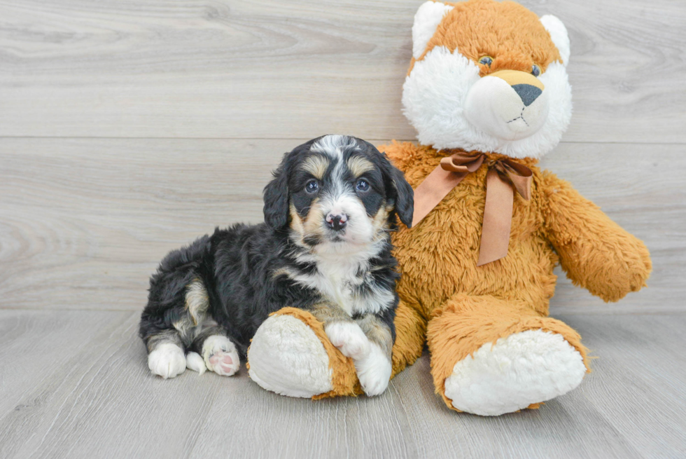 Cute Mini Bernedoodle Baby