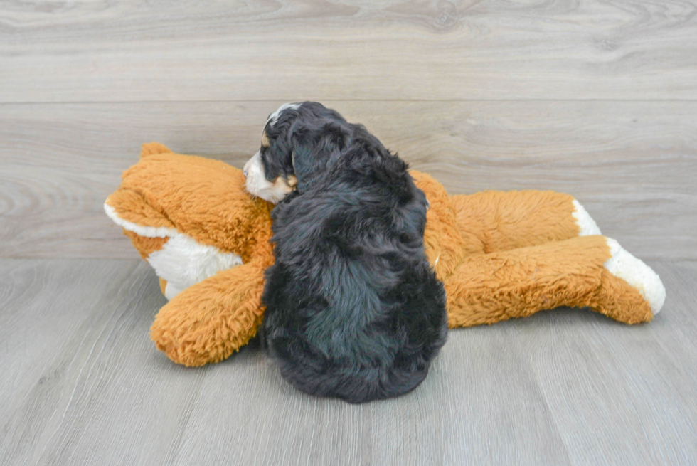 Smart Mini Bernedoodle Poodle Mix Pup