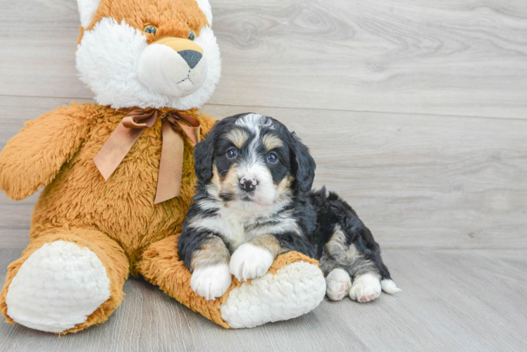 Funny Mini Bernedoodle Poodle Mix Pup