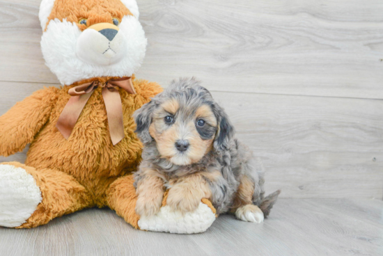 Popular Mini Bernedoodle Poodle Mix Pup