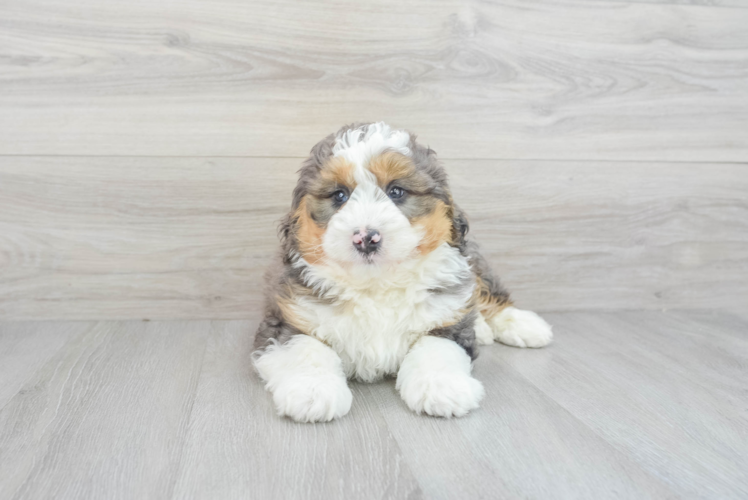 Best Mini Bernedoodle Baby