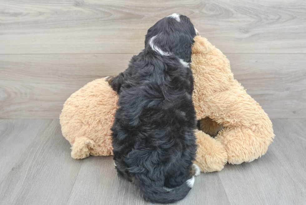 Best Mini Bernedoodle Baby