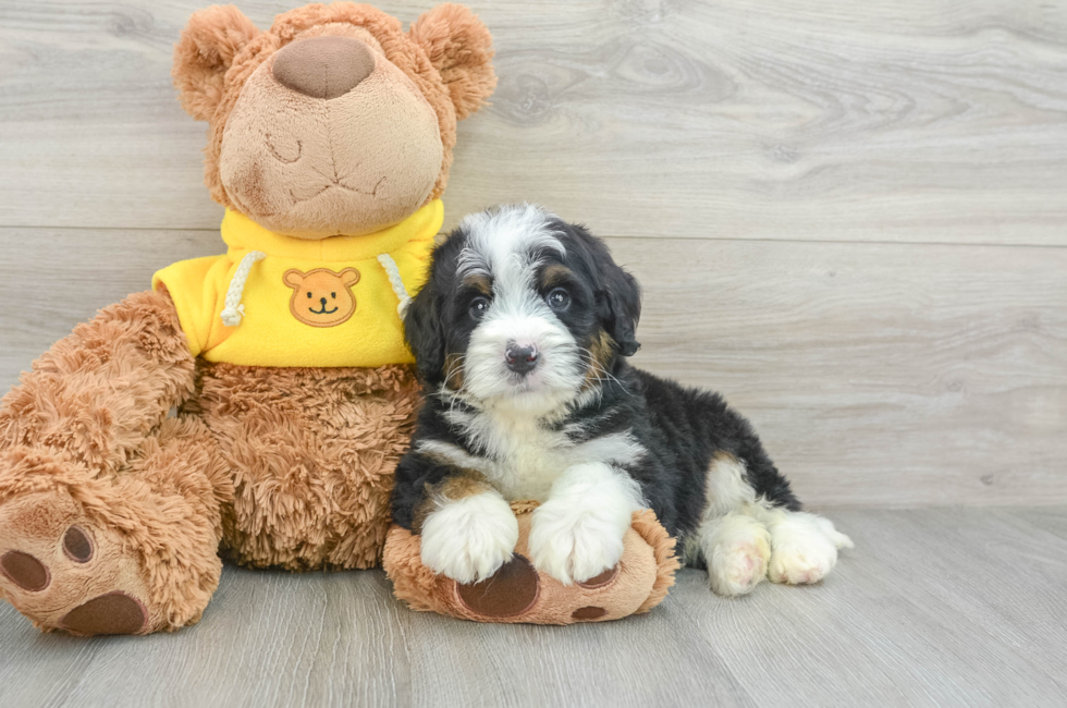 6 week old Mini Bernedoodle Puppy For Sale - Premier Pups