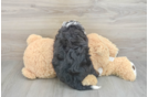 Cute Mini Bernedoodle Baby