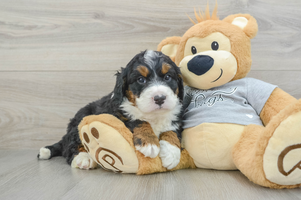 Best Mini Bernedoodle Baby