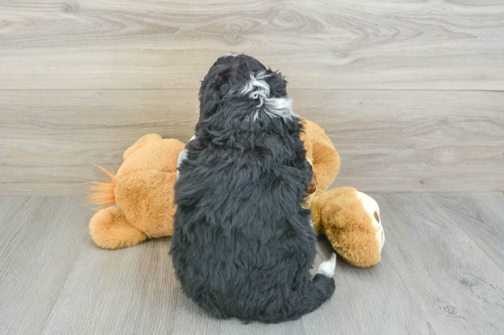 Playful Bernadoodle Poodle Mix Puppy