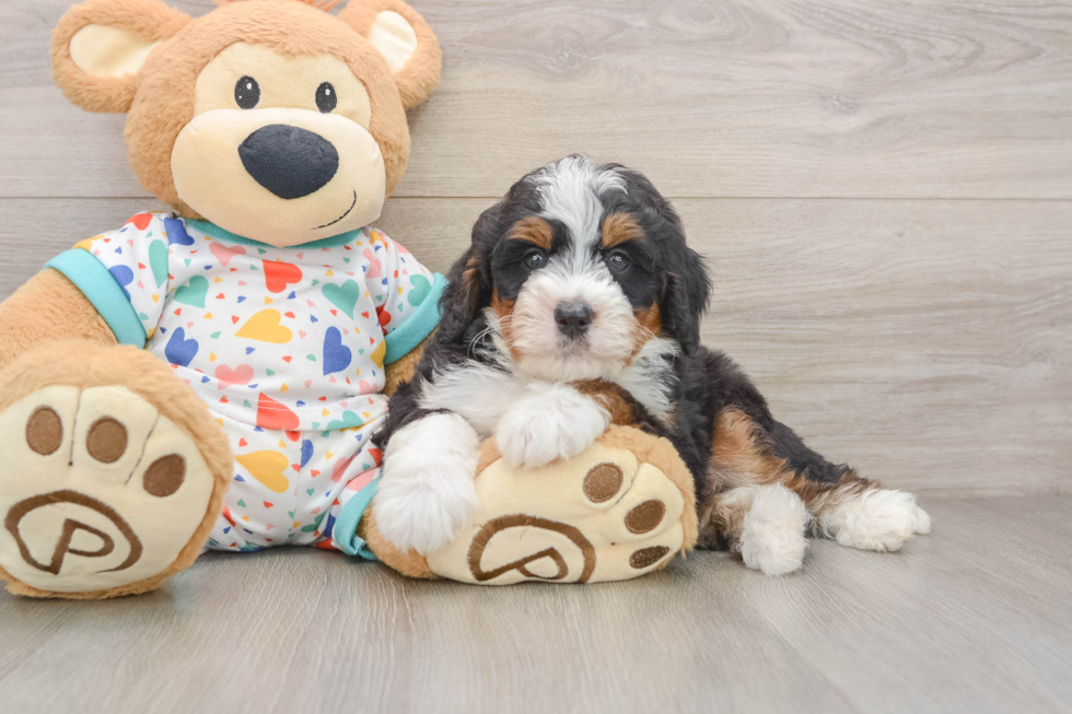 Energetic Mini Bernesedoodle Poodle Mix Puppy