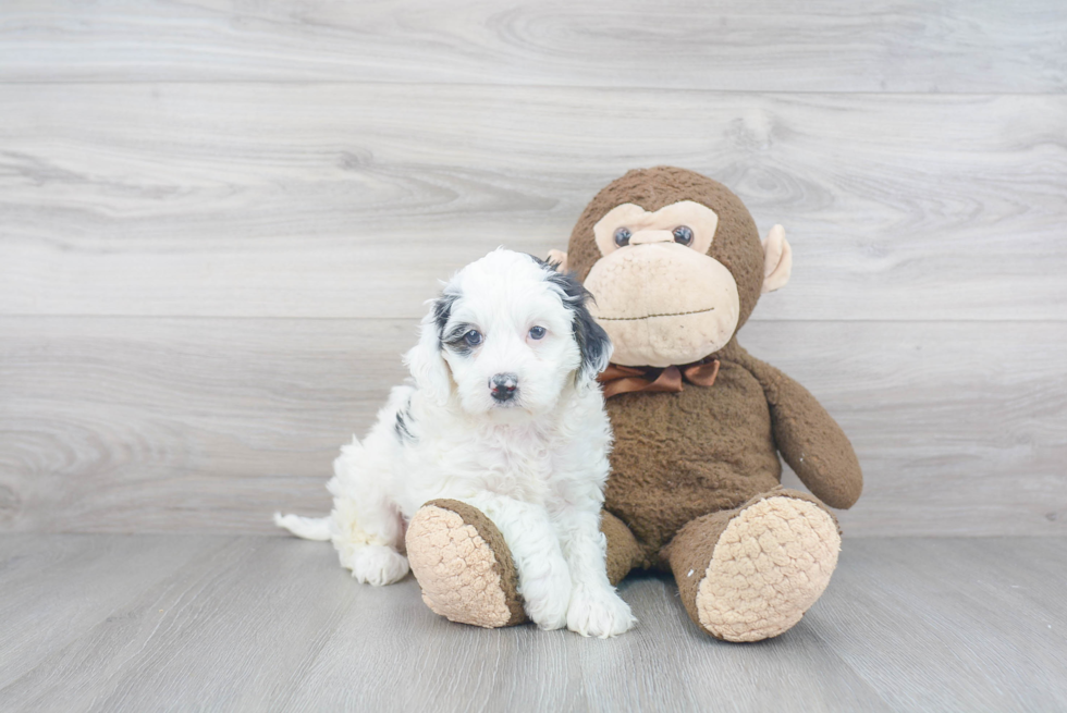 Small Mini Bernedoodle Baby