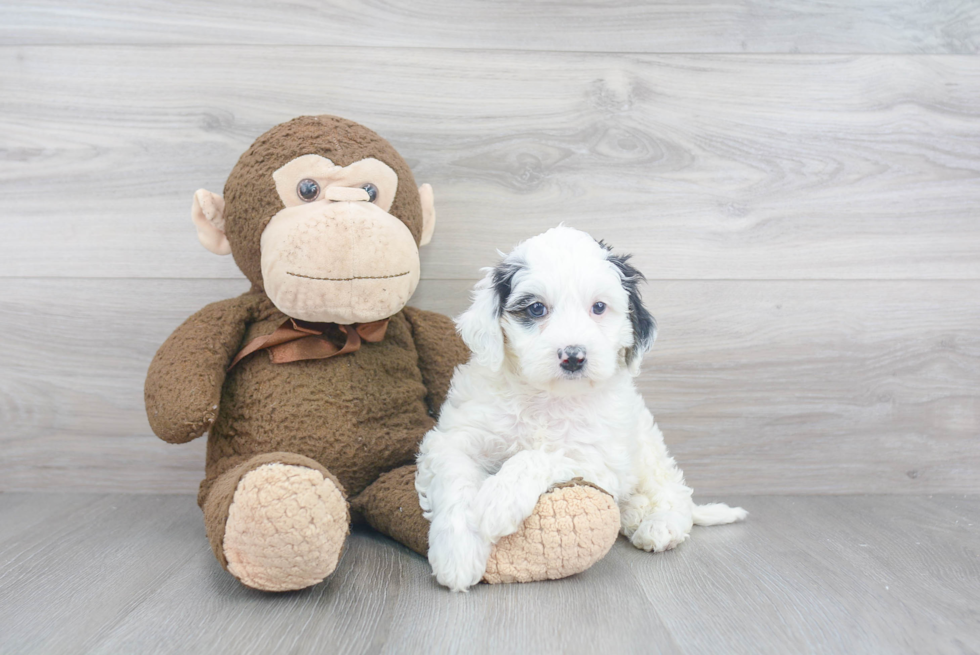 Fluffy Mini Bernedoodle Poodle Mix Pup