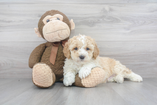 Little Bernadoodle Poodle Mix Puppy