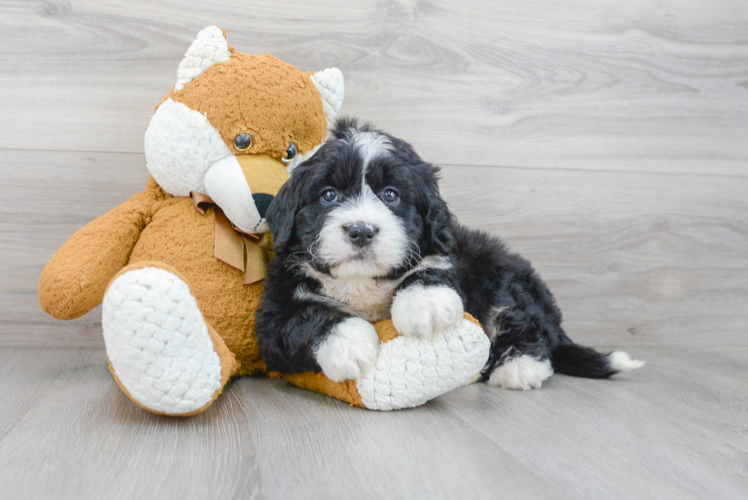 Mini Bernedoodle Pup Being Cute