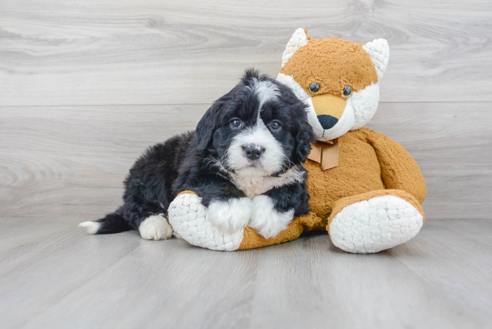 Fluffy Mini Bernedoodle Poodle Mix Pup