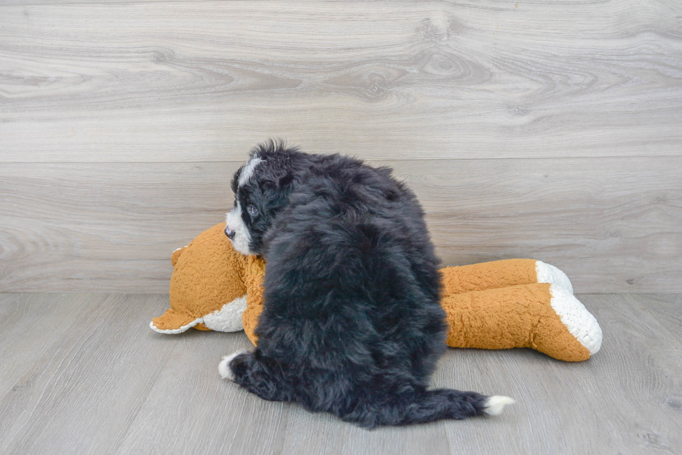 Playful Bernadoodle Poodle Mix Puppy