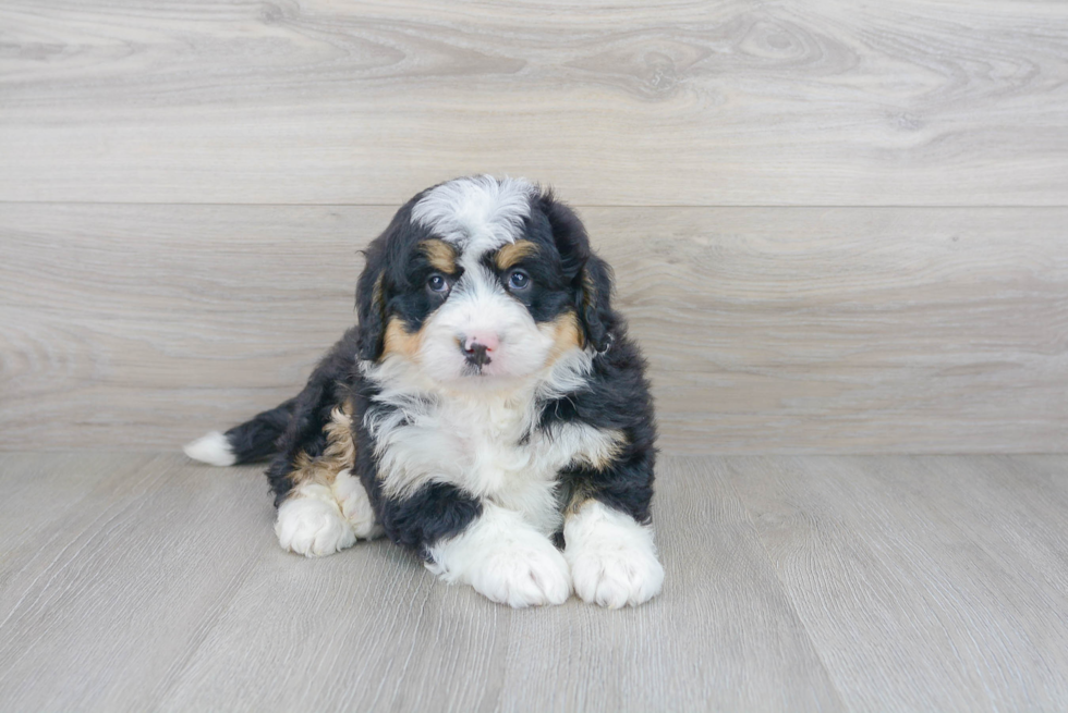 Smart Mini Bernedoodle Poodle Mix Pup