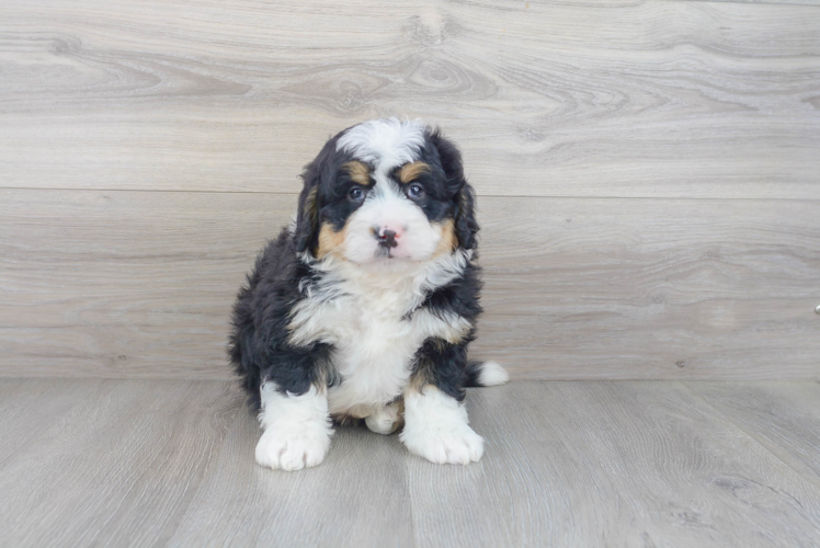 Mini Bernedoodle Pup Being Cute