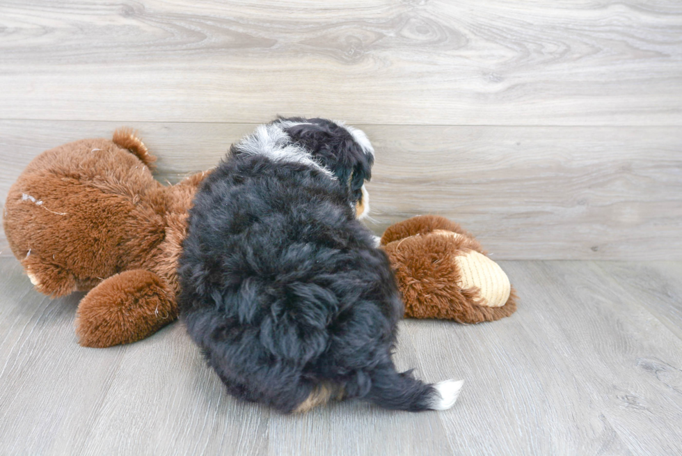 Mini Bernedoodle Puppy for Adoption