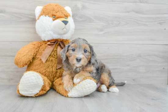 Mini Bernedoodle Puppy for Adoption