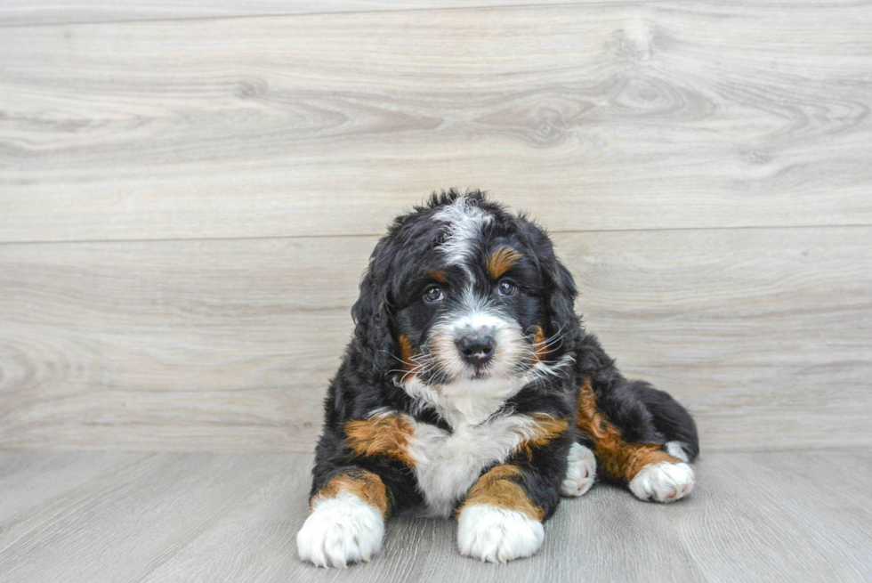 Fluffy Mini Bernedoodle Poodle Mix Pup