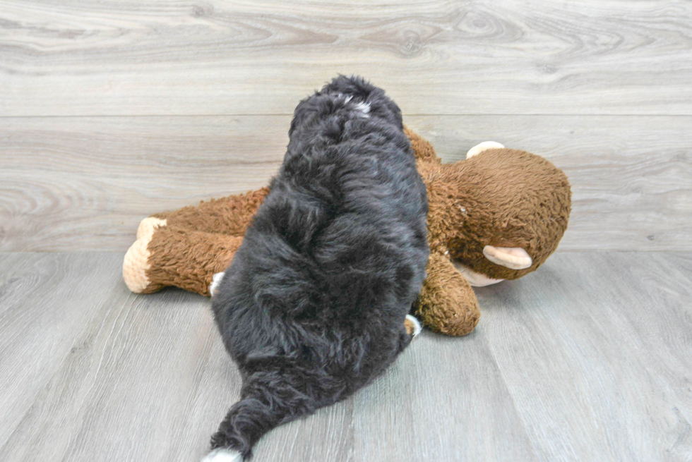 Smart Mini Bernedoodle Poodle Mix Pup