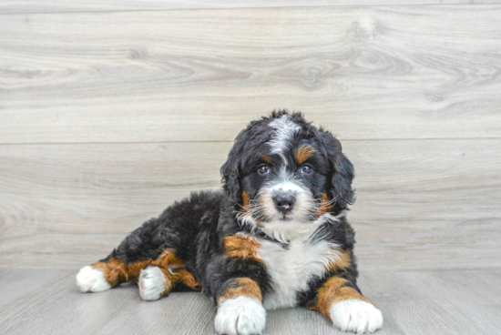 Sweet Mini Bernedoodle Baby