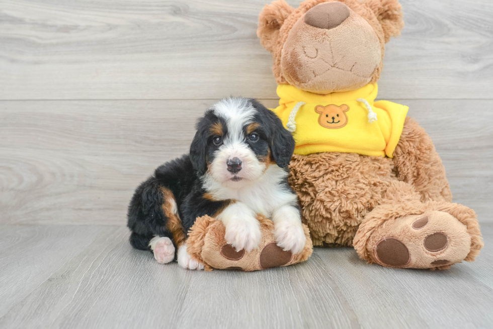 Adorable Mini Berniedoodle Poodle Mix Puppy