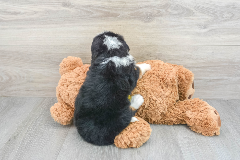 Petite Mini Bernedoodle Poodle Mix Pup