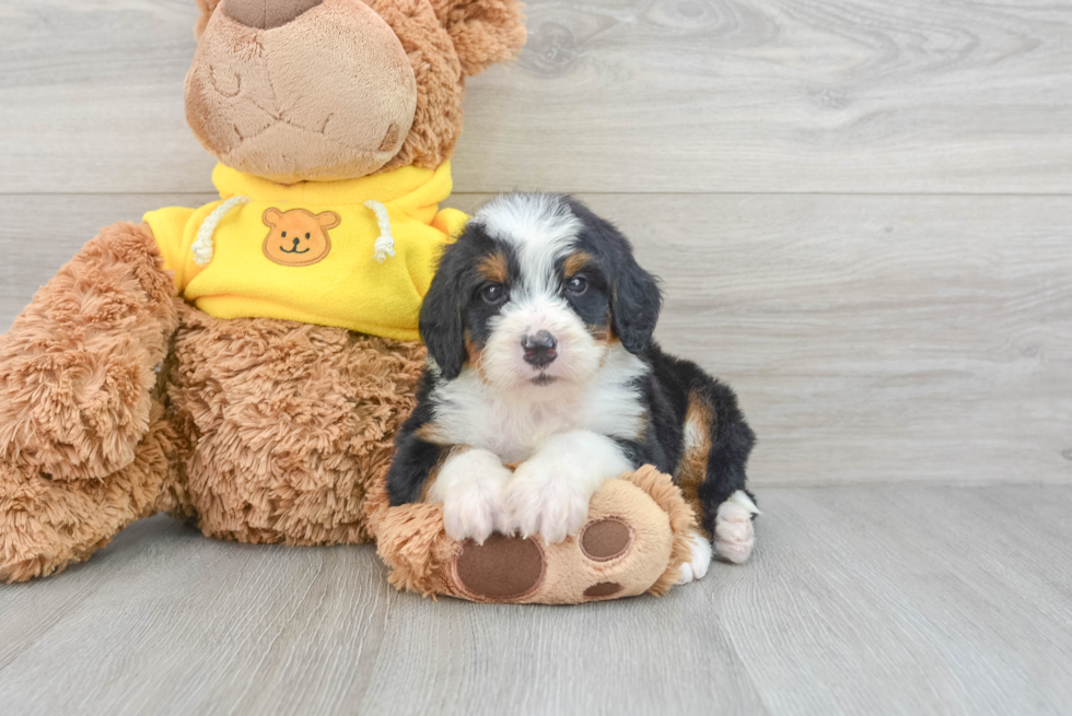 Cute Mini Bernedoodle Baby