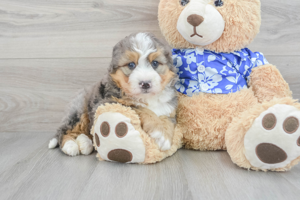 Mini Bernedoodle Pup Being Cute