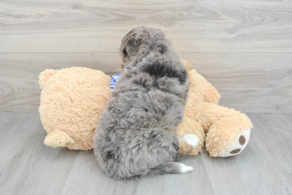 Mini Bernedoodle Pup Being Cute