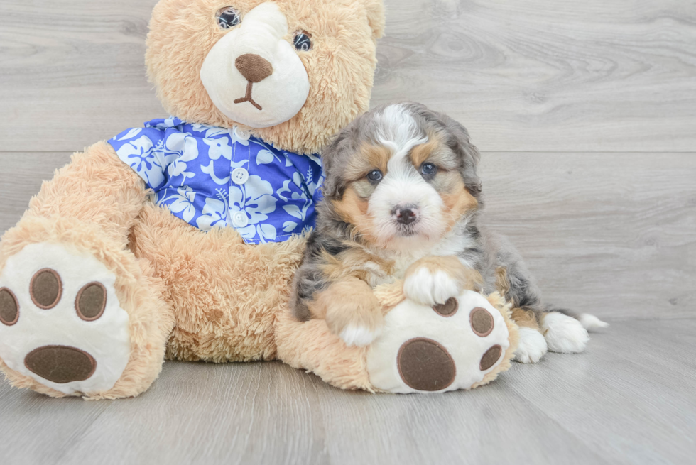 Mini Bernedoodle Puppy for Adoption