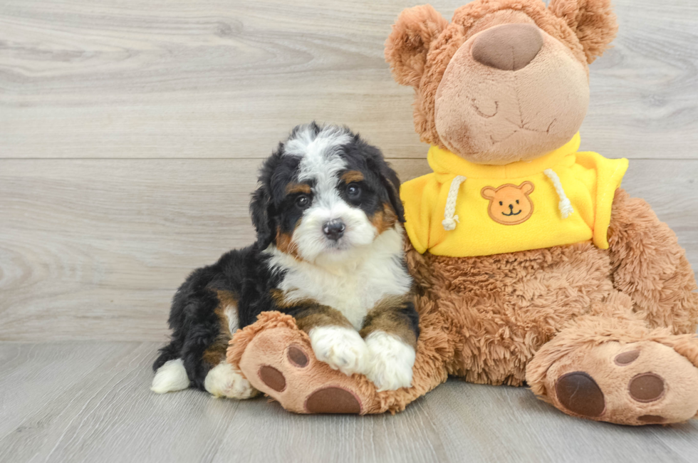 5 week old Mini Bernedoodle Puppy For Sale - Premier Pups