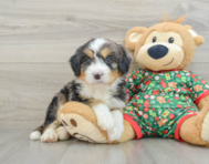 6 week old Mini Bernedoodle Puppy For Sale - Premier Pups