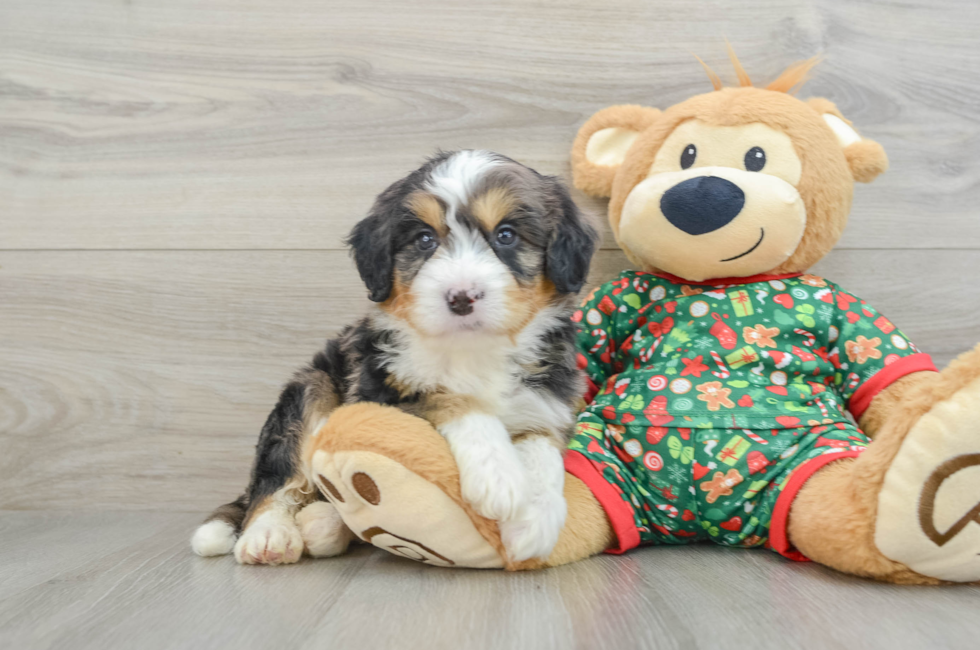 5 week old Mini Bernedoodle Puppy For Sale - Premier Pups