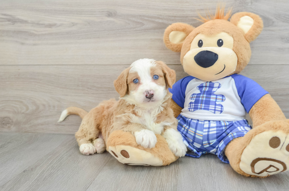 5 week old Mini Bernedoodle Puppy For Sale - Premier Pups