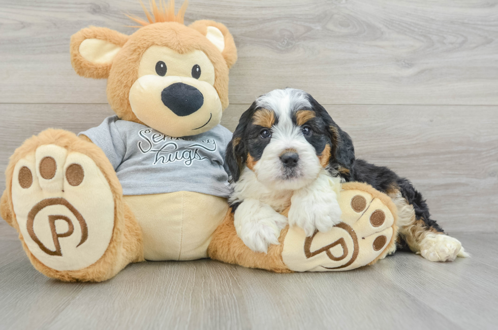 6 week old Mini Bernedoodle Puppy For Sale - Premier Pups