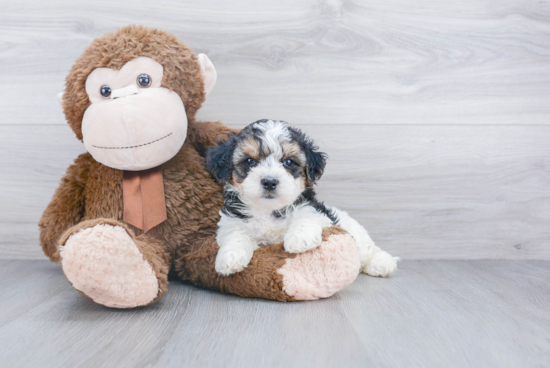 Happy Mini Bernedoodle Baby