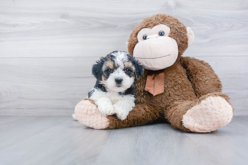 Mini Bernedoodle Pup Being Cute