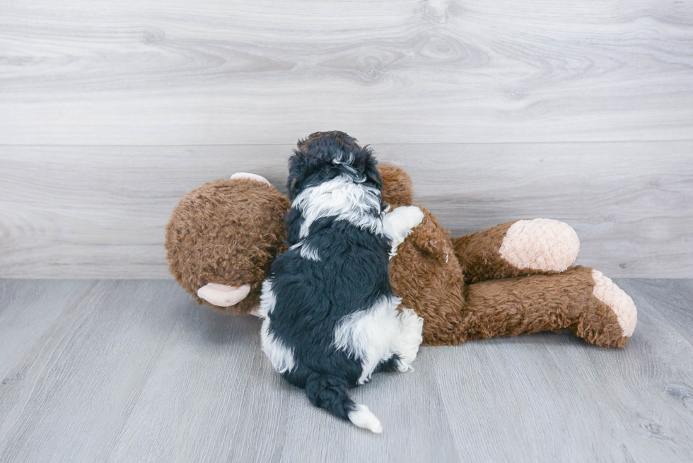 Smart Mini Bernedoodle Poodle Mix Pup