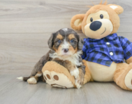 7 week old Mini Bernedoodle Puppy For Sale - Premier Pups