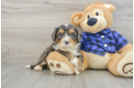 Best Mini Bernedoodle Baby