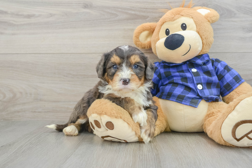 Best Mini Bernedoodle Baby